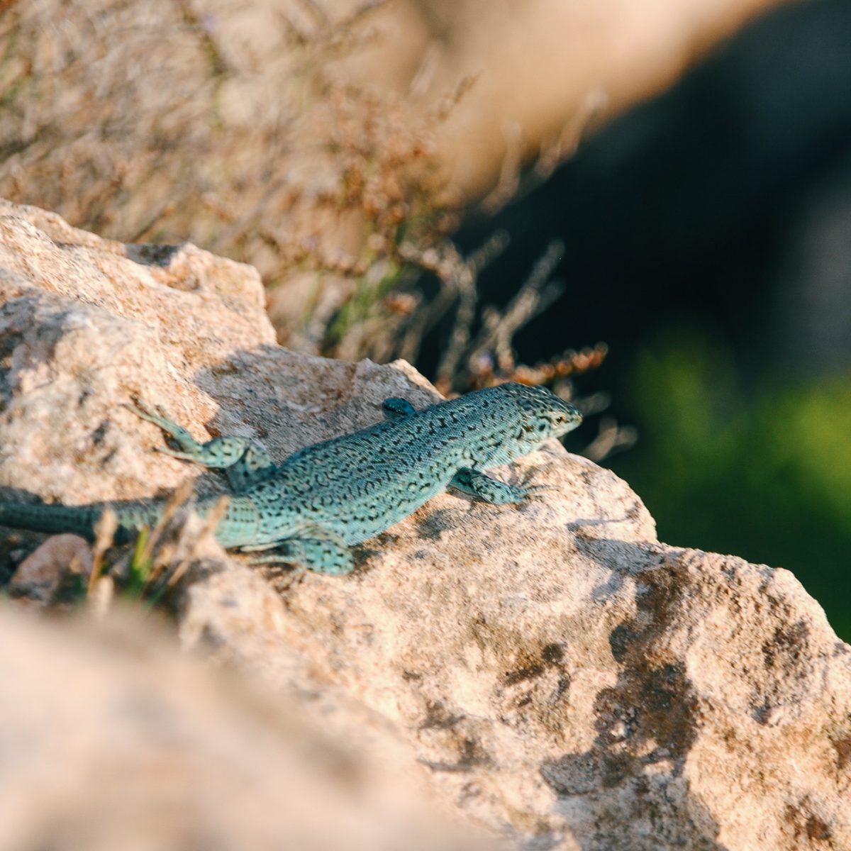 Lucertola a Formentera